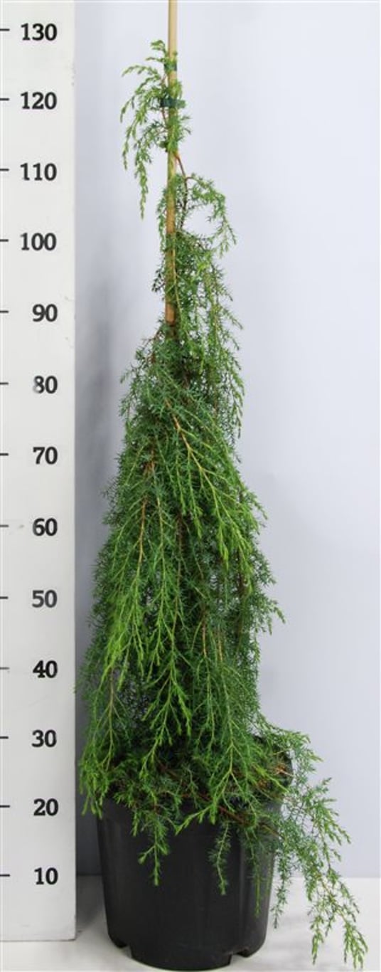 Juniperus comm. 'Oblonga Pendula' - C12 80-100 CM
